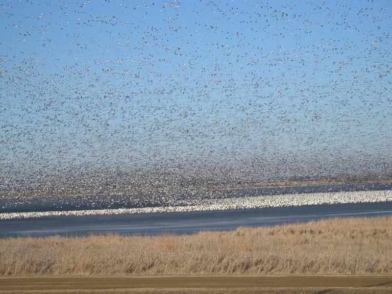 Highly pathogenic avian influenza (HPAI), caused by influenza A, is a disease carried by wild birds that can affect domestic birds and livestock. (NDSU photo)