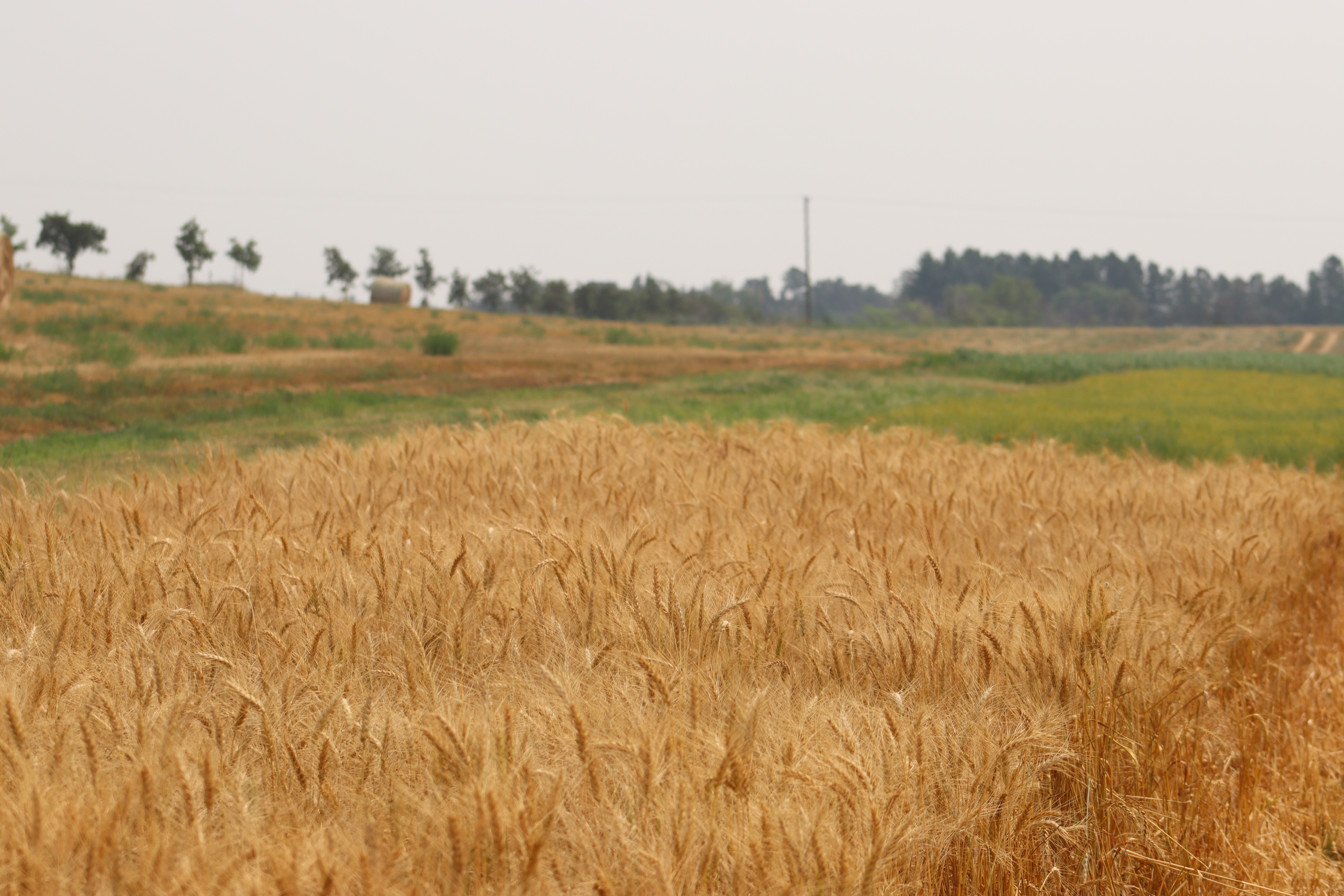 Given this year’s soil moisture, conditions look much better for establishing a strong winter wheat stand than they did in 2024, according to NDSU Extension specialists. (NDSU photo)