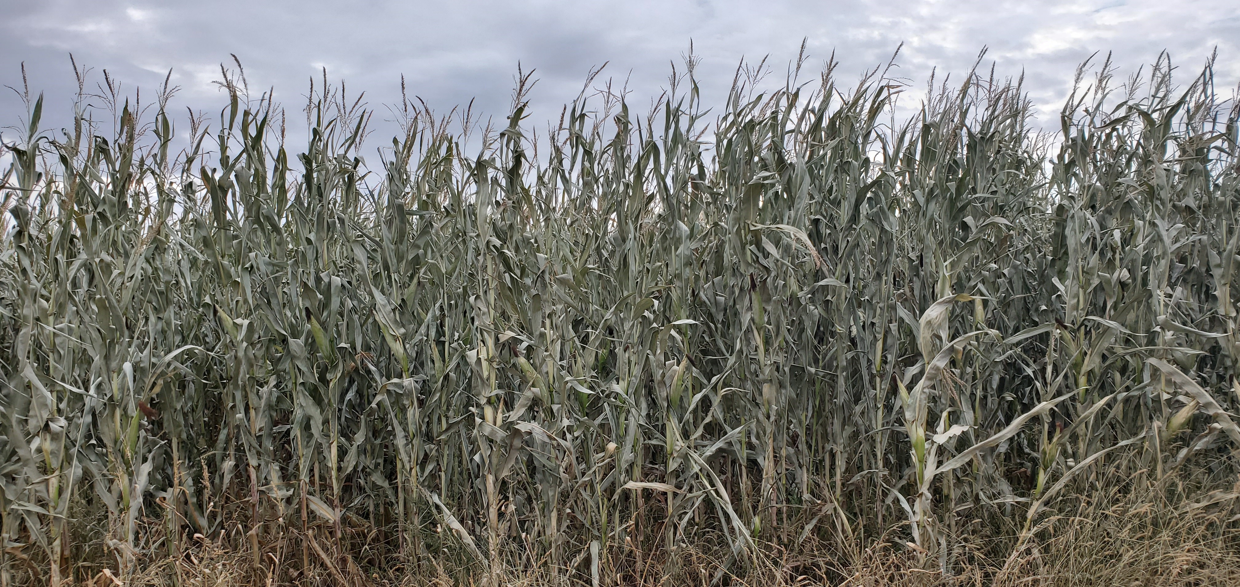 Frost-damaged corn can have a moisture content of 70%-80%, and it must be dried down to below 20% to be suitable for baling. (NDSU photo)