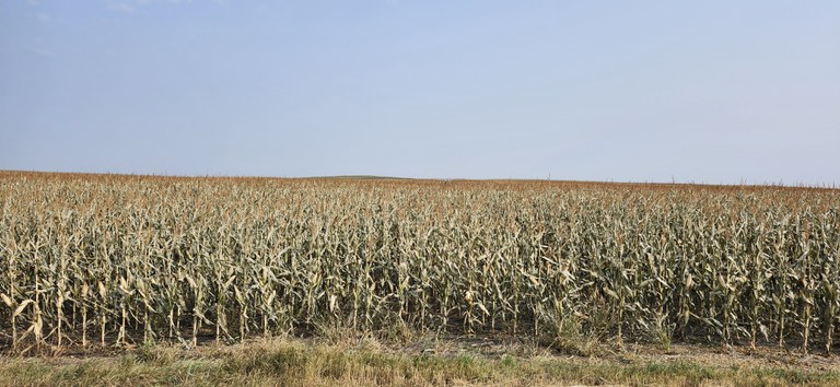 Corn damaged from frost can still be harvested for silage, as long as the moisture content is at the right level. (NDSU photo)