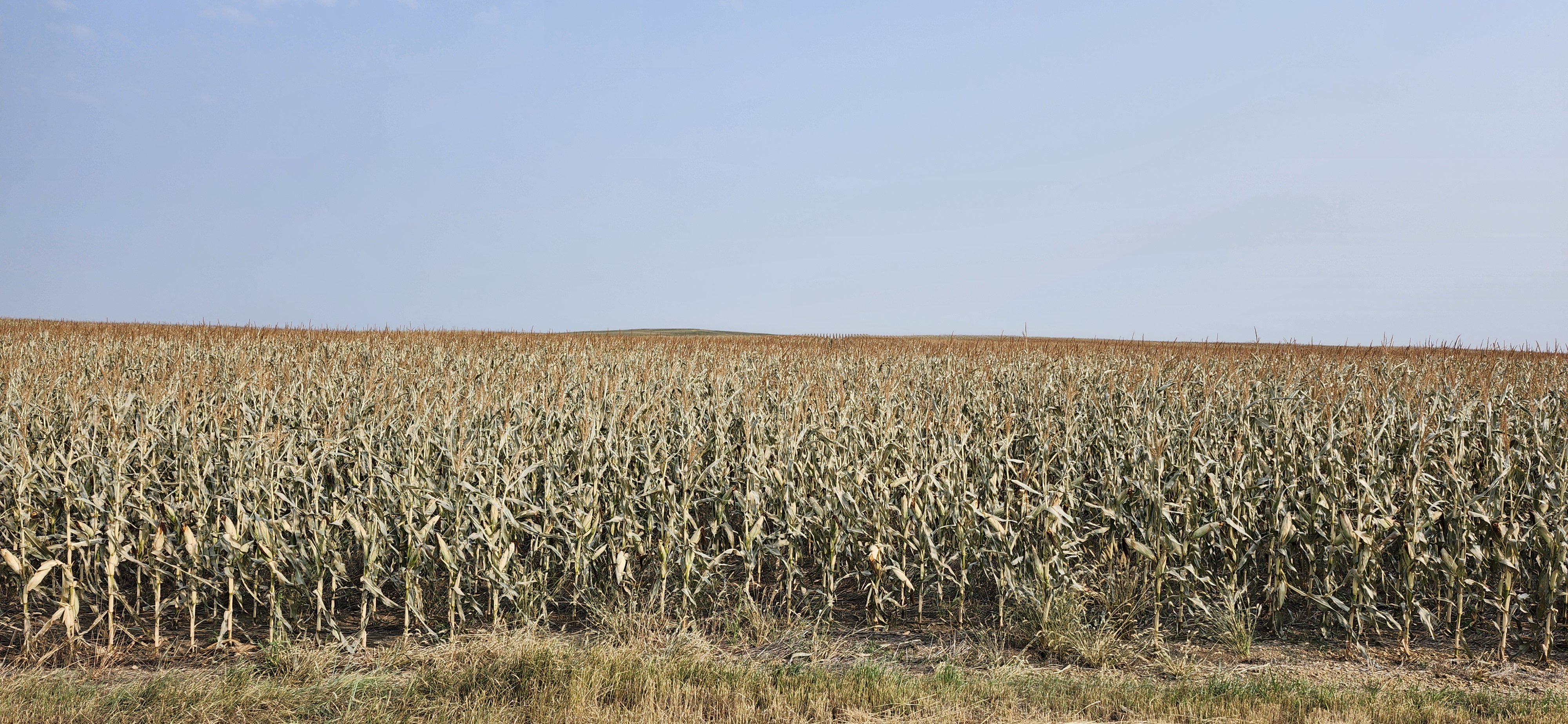Corn damaged from frost can still be harvested for silage, as long as the moisture content is at the right level. (NDSU photo)