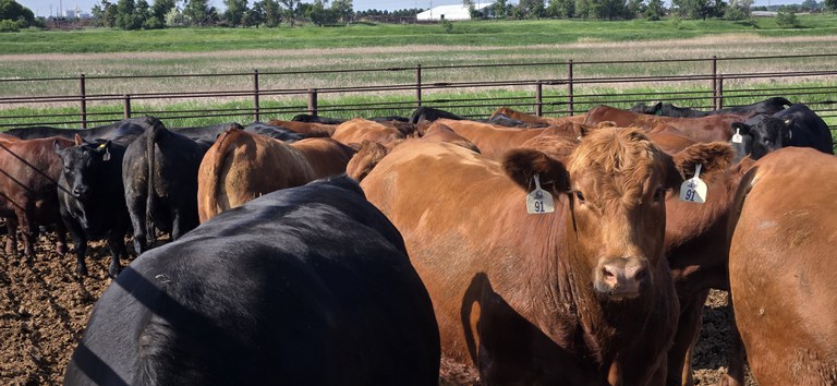 The Dakota Feeder Calf Show and Feedout helps producers identify superior genetics in their herd by offering growth and carcass data. (NDSU photo)