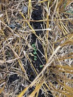 Cover crops provide continuous living cover and roots, armor the soil, improve soil carbon and nutrient cycling, reduce erosion and runoff, help retain snow and can suppress weeds through competition. (NDSU photo)