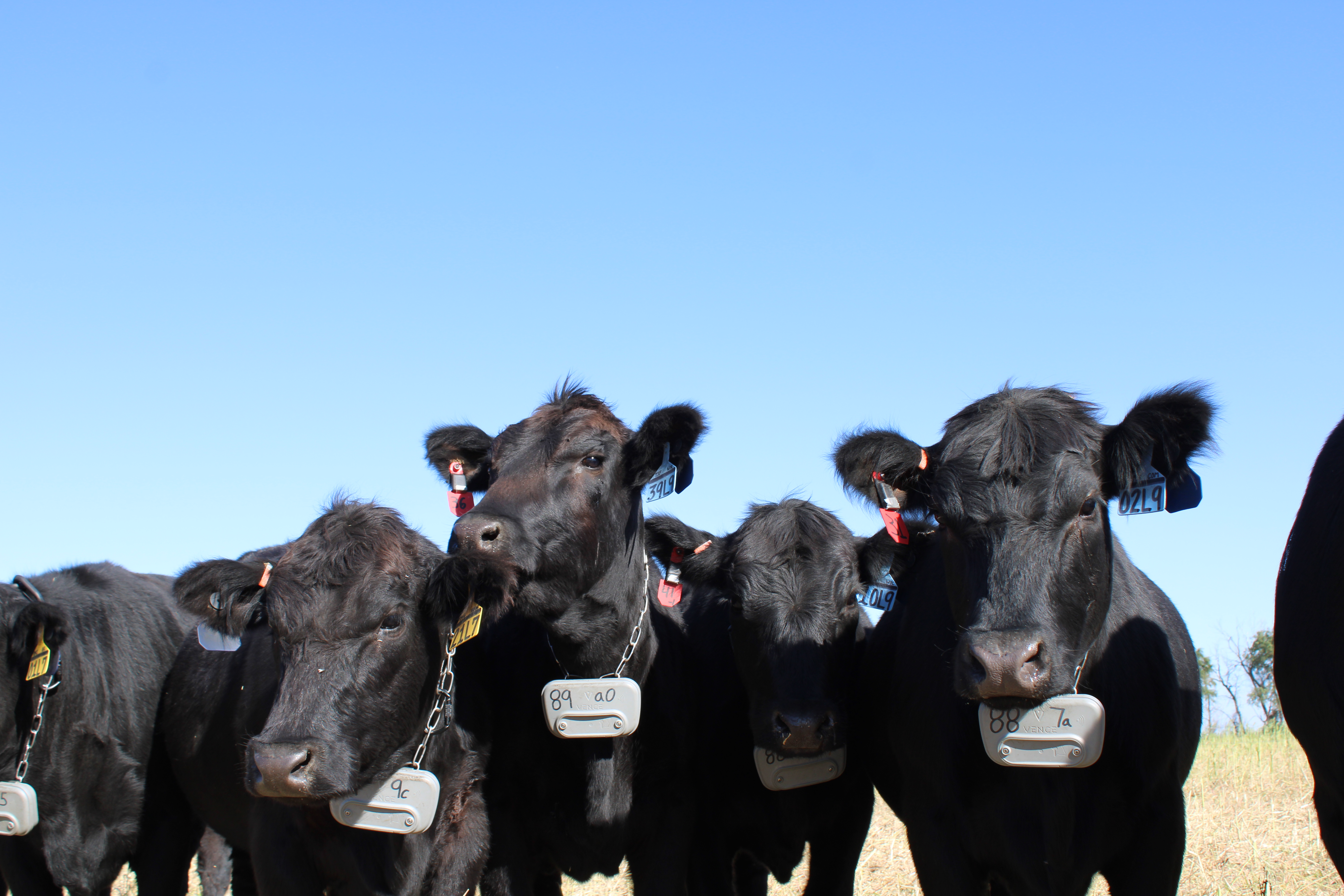 NDSU researchers have been testing virtual fence technology to optimize grazing management and achieve conservation goals. (NDSU photo)