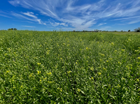 Winter camelina is emerging as an option for producers in the northern Great Plains. (NDSU photo)