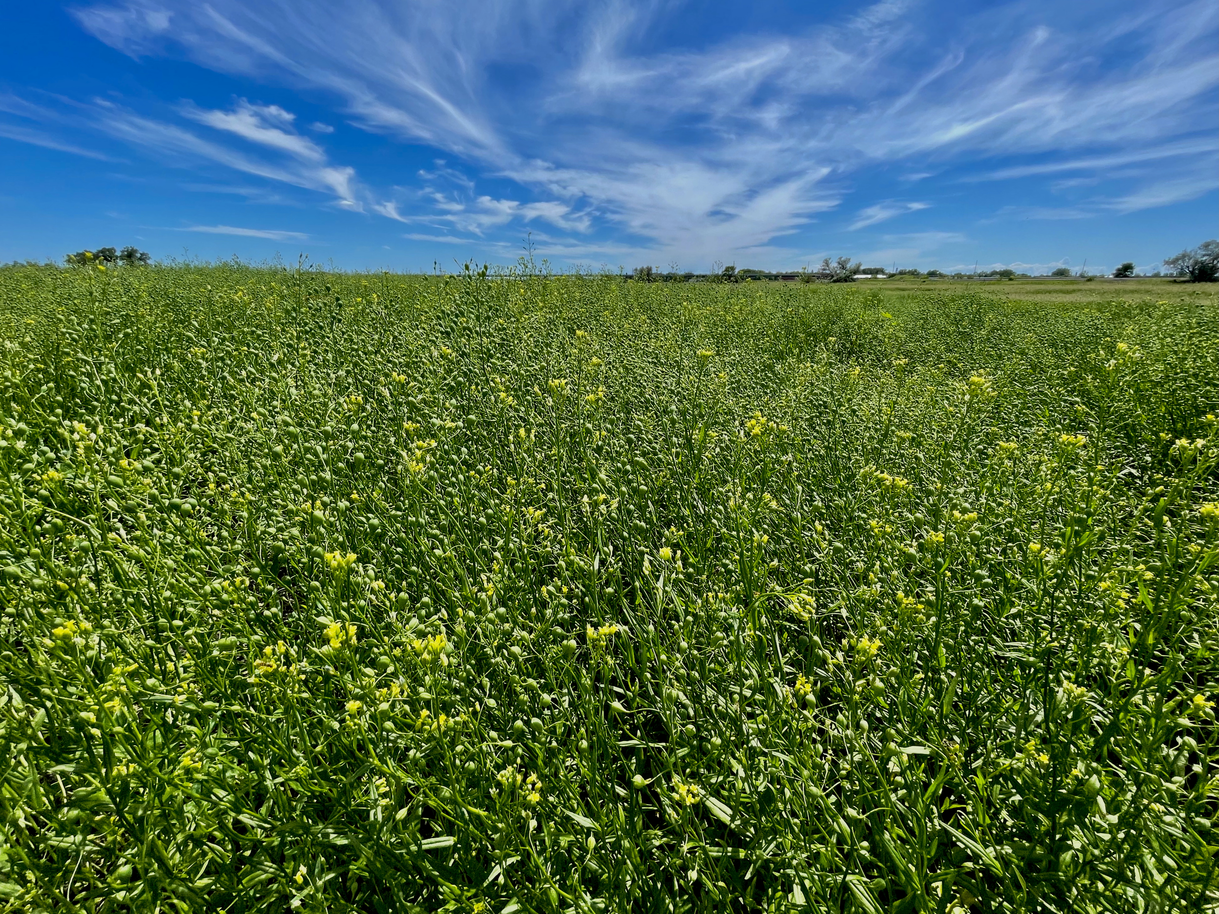 Winter camelina is emerging as an option for producers in the northern Great Plains. (NDSU photo)
