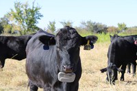With virtual fence, auditory and electrical cues are administered when an animal enters or approaches preset boundaries. (NDSU photo)