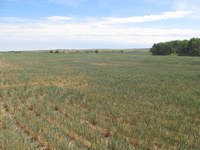 Forages and other crops can accumulate nitrate during a drought. (NDSU photo)