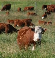 Livestock drinking water can also contribute to nitrate toxicity and should be considered when determining the overall risk. (Montana State University photo)