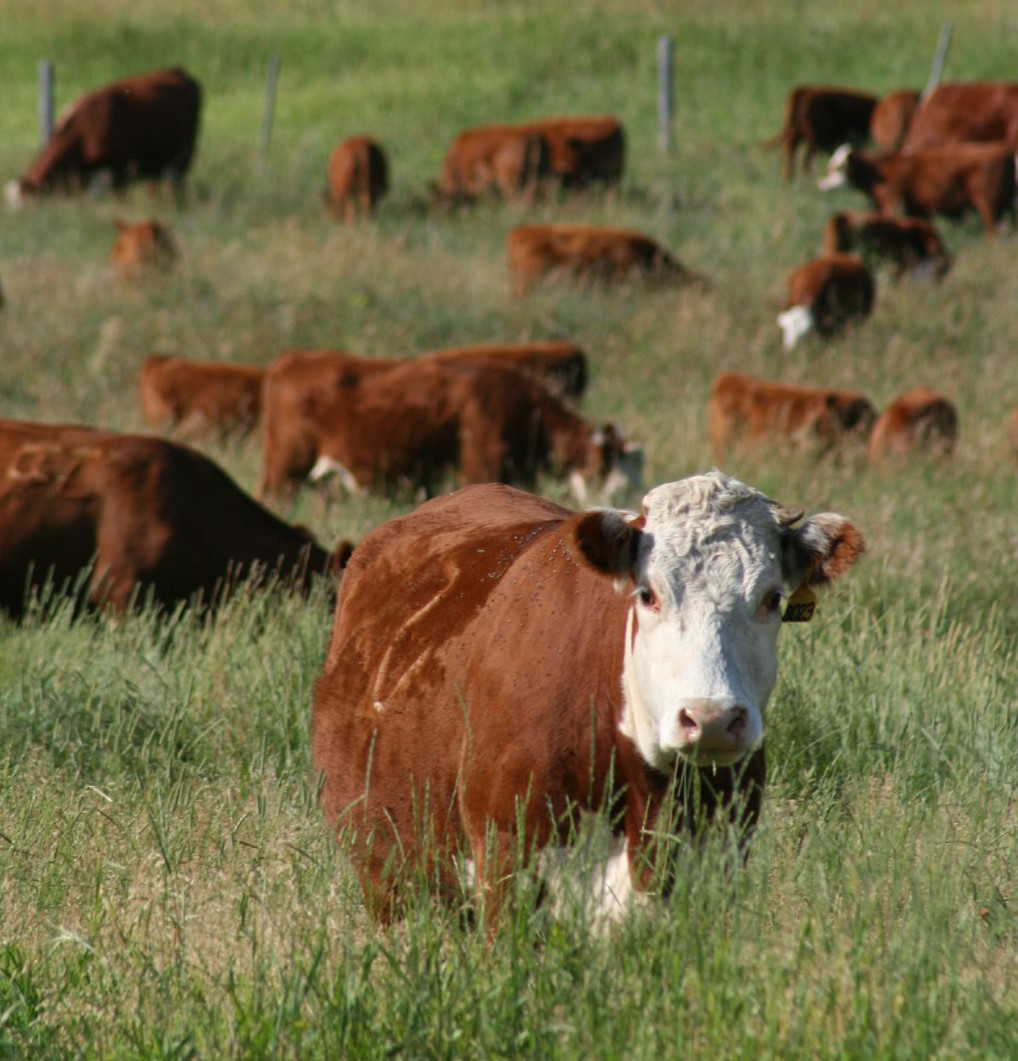 Livestock drinking water can also contribute to nitrate toxicity and should be considered when determining the overall risk. (Montana State University photo)