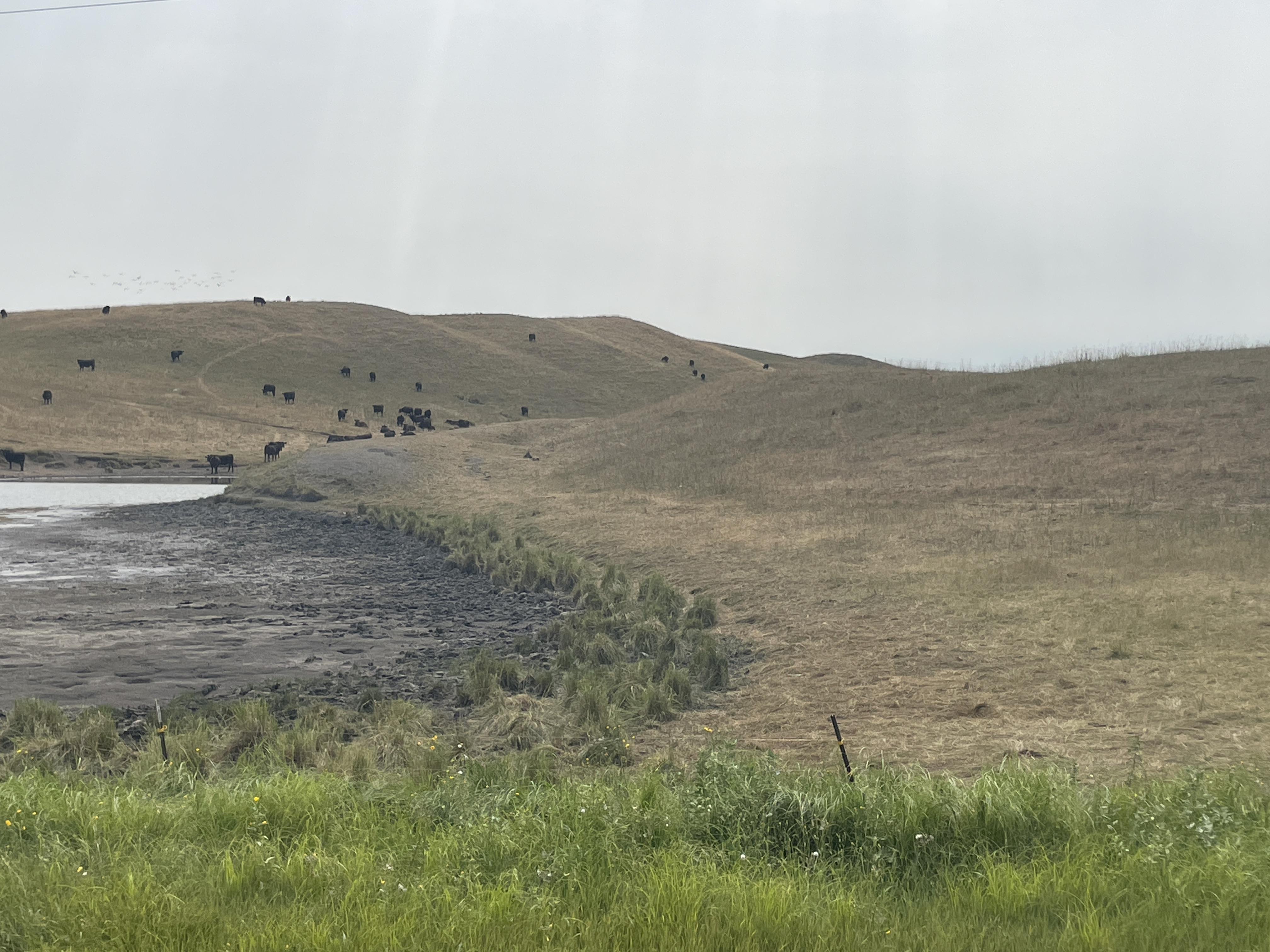 Allowing pasture and rangeland to recover this fall or next spring will improve these grazing resources’ ability to recover from the drought. (NDSU photo)