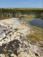 Cyanobacteria blooms can be exacerbated by prolonged high temperatures and stagnant water. (NDSU photo)