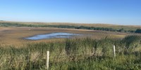 Programs are available to provide financial assistance for livestock water hauling and water development in times of drought. (NDSU photo)