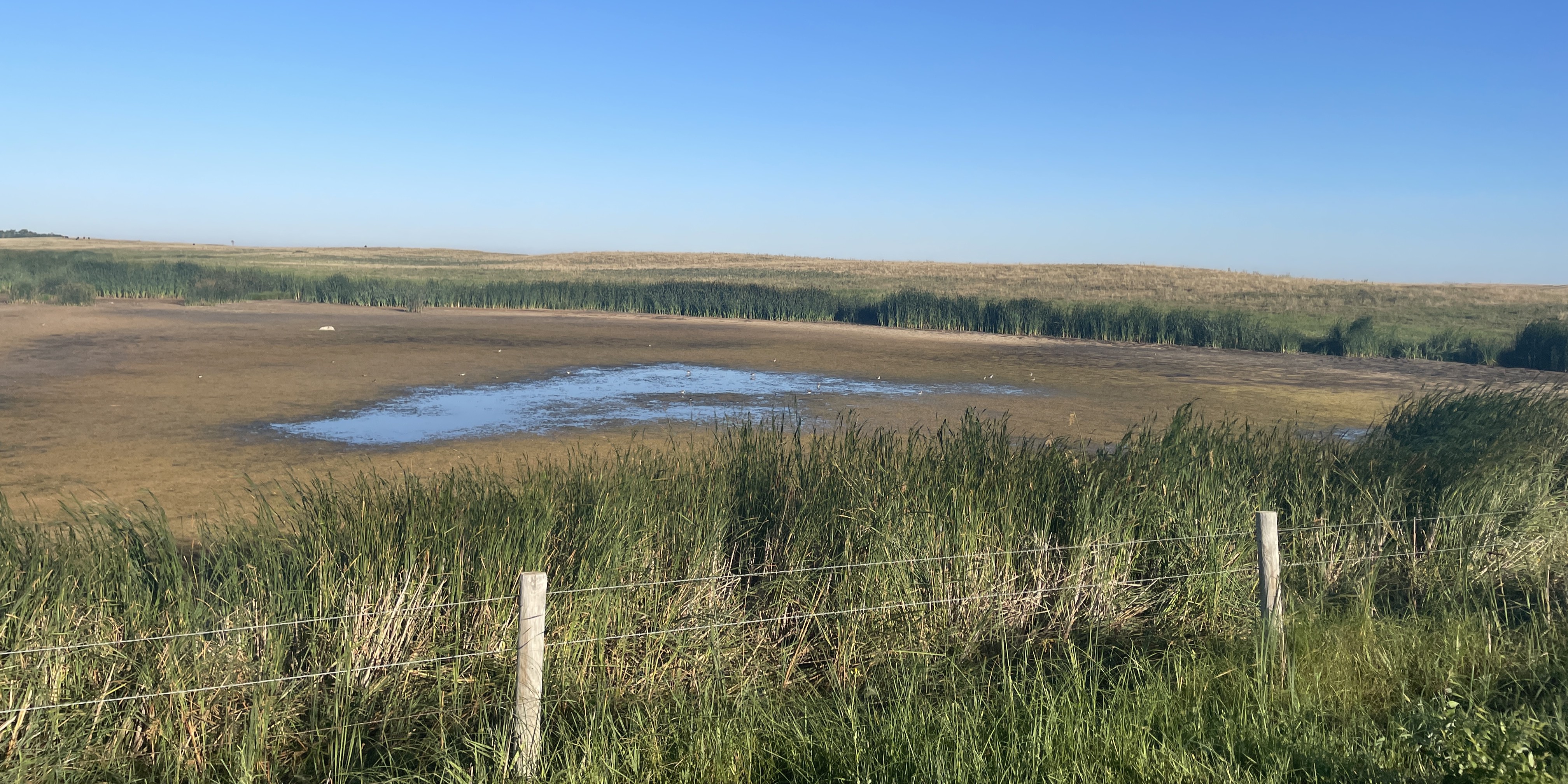 Programs are available to provide financial assistance for livestock water hauling and water development in times of drought. (NDSU photo)