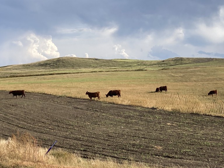 The 2026 conference will focus on the intersections of reclamation and agriculture. (NDSU photo)