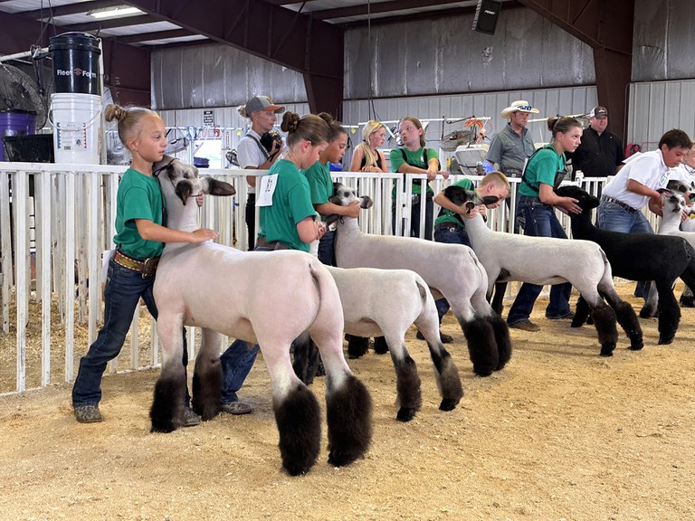 Livestock exhibitors must follow the North Dakota State Board of Animal Health regulations. (NDSU photo)