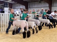 Livestock exhibitors must follow the North Dakota State Board of Animal Health regulations. (NDSU photo)