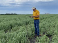Sam Markell, NDSU Extension plant pathologist, scouts a pea field for developing root rot issues. (NDSU photo)