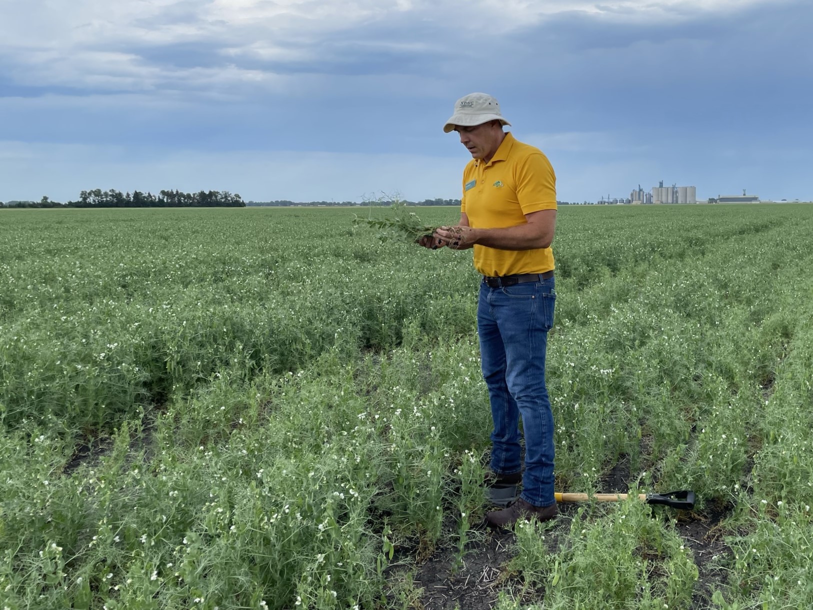 Sam Markell, NDSU Extension plant pathologist, scouts a pea field for developing root rot issues. (NDSU photo)