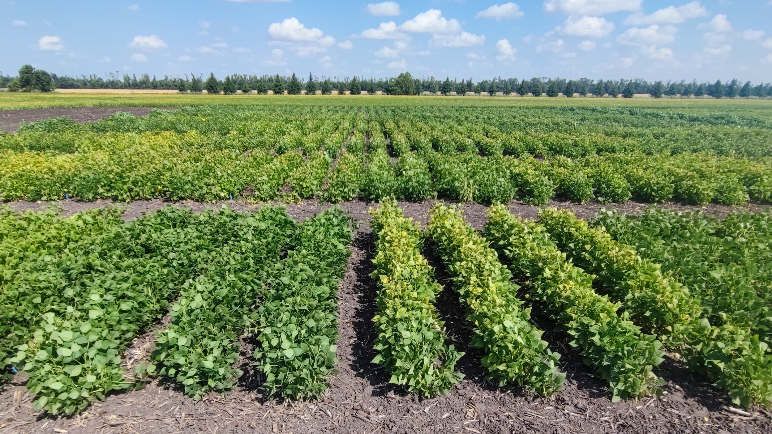 NDSU specialists will present about white mold management, effective weed control strategies, inoculation considerations and a market outlook. (NDSU photo)