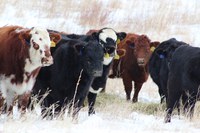 NDSU Extension has released its 2026 price projections for crops and livestock produced in the state. (NDSU photo)