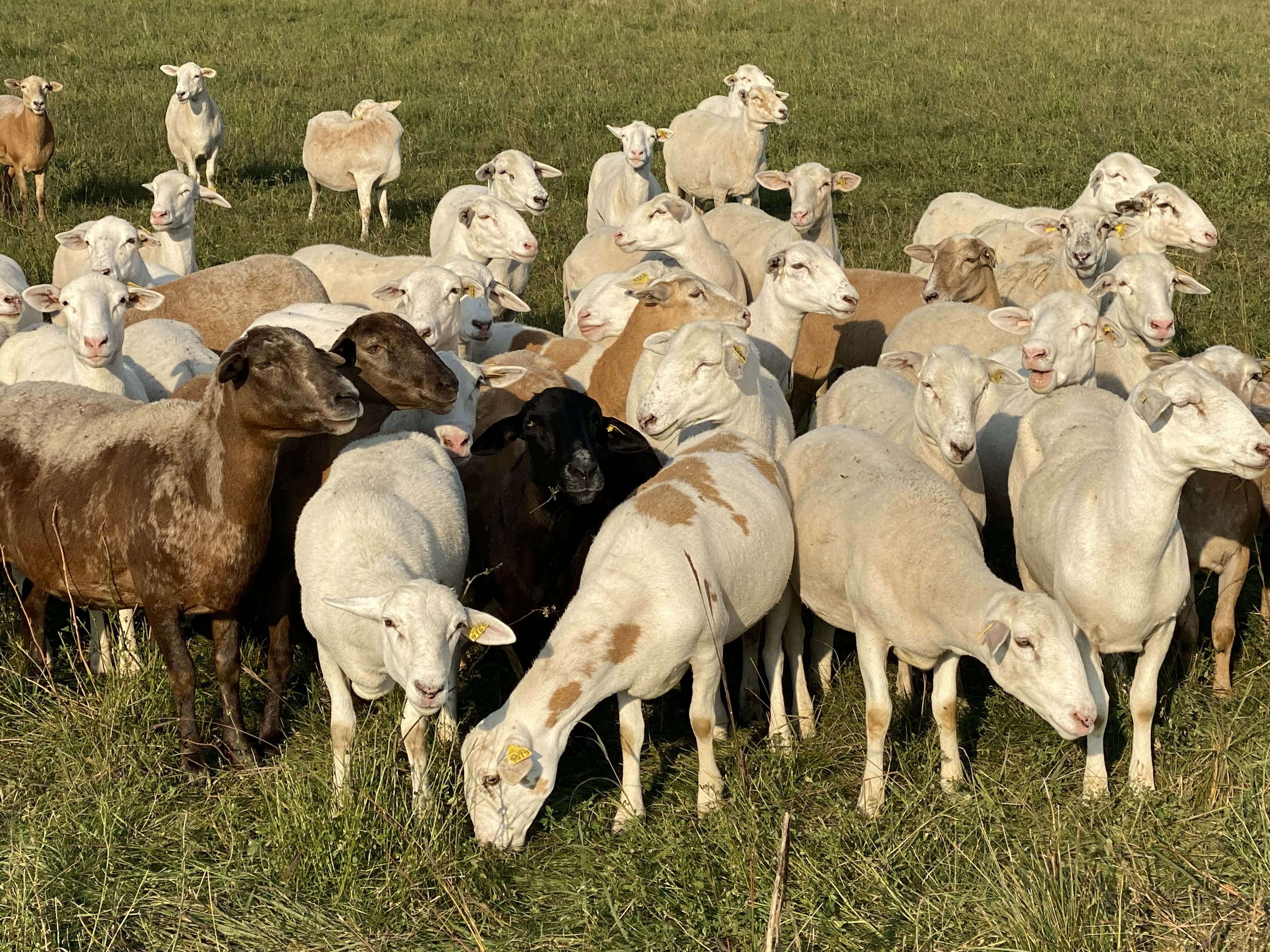 Educational sessions include information about sheep health and production. (NDSU photo)