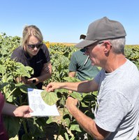 NDSU specialists will present on key sunflower production topics, including bird management, effective weed control strategies and economically sound soil fertility decisions, during the webinar. (NDSU photo)