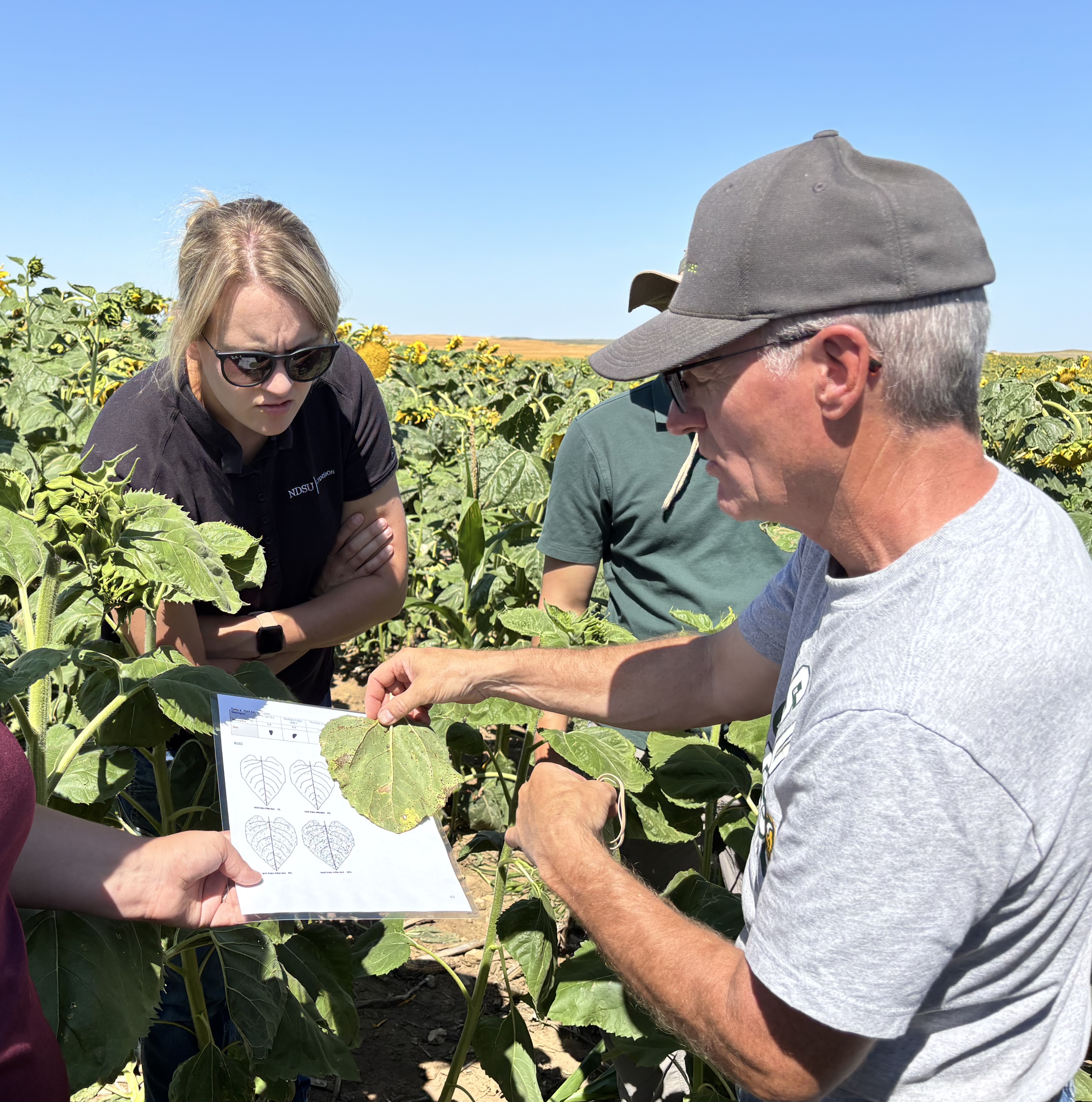 NDSU specialists will present on key sunflower production topics, including bird management, effective weed control strategies and economically sound soil fertility decisions, during the webinar. (NDSU photo)