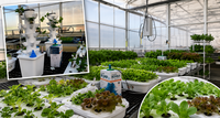 Controlled environment agriculture offers opportunities to improve food security, resource efficiency and production resilience in North Dakota. (NDSU photo)