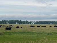If working with livestock is absolutely necessary, livestock handling should be limited to the early morning hours. (NDSU photo)