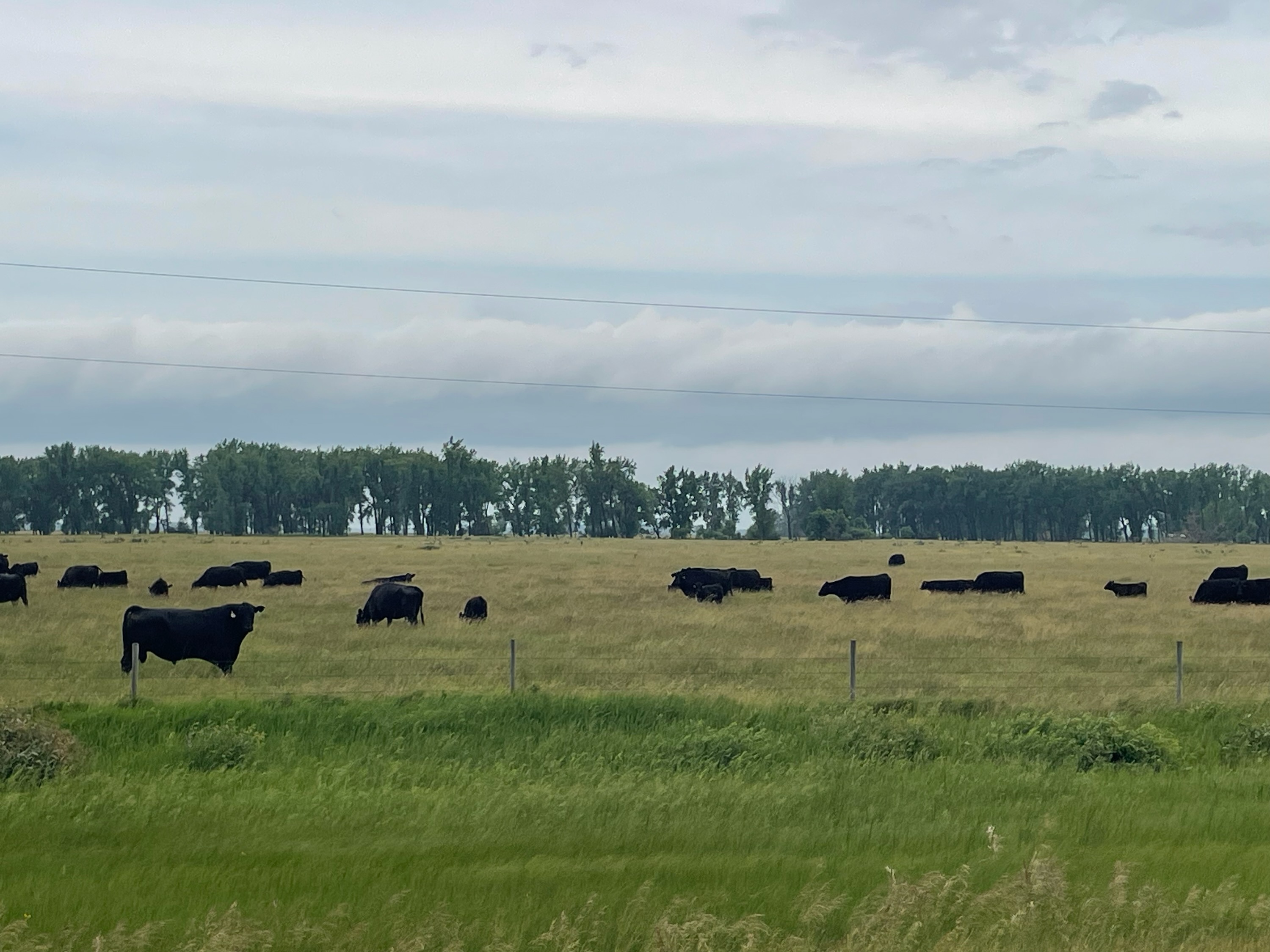 If working with livestock is absolutely necessary, livestock handling should be limited to the early morning hours. (NDSU photo)