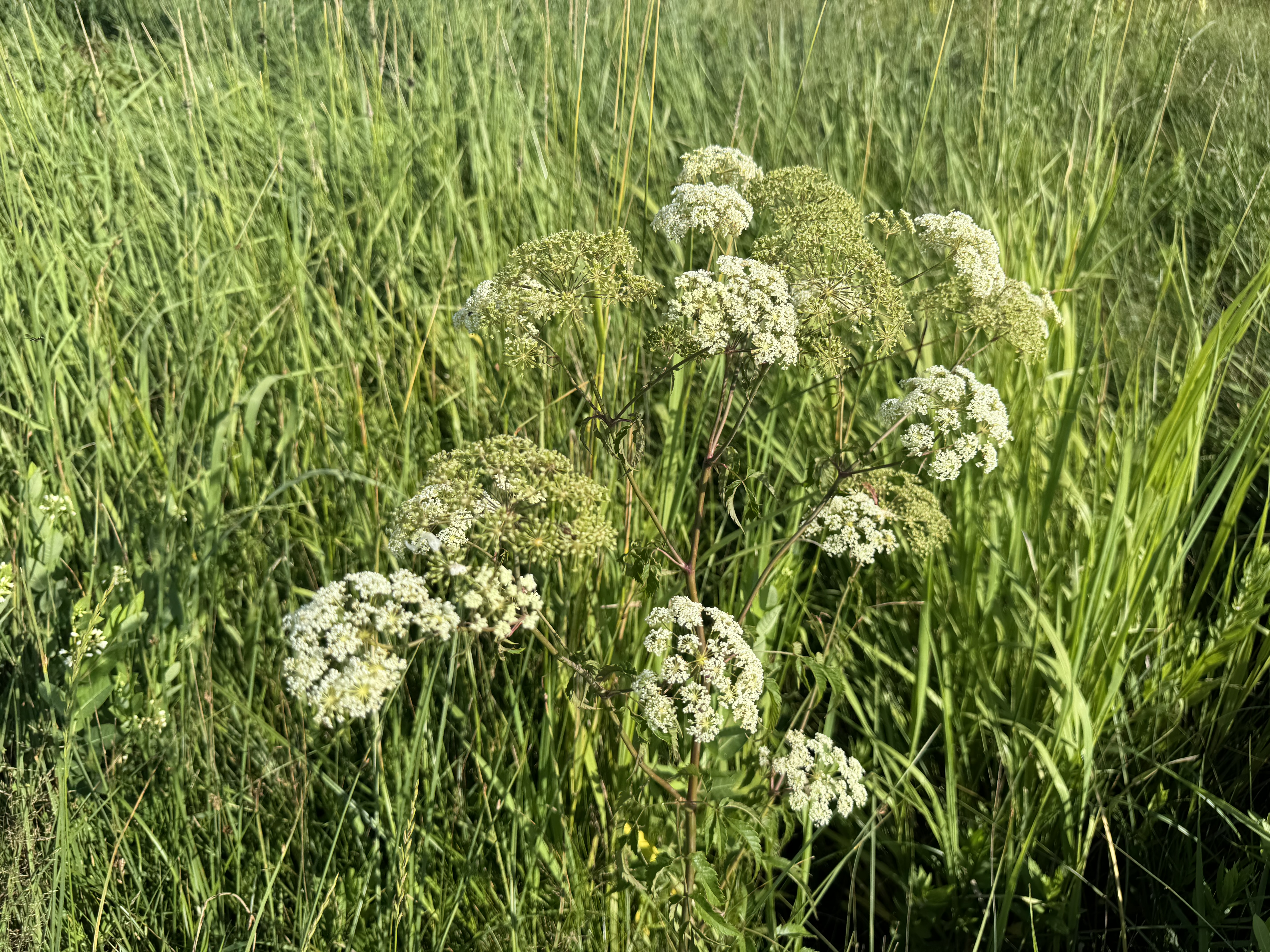 NDSU Extension specialists encourage producers to scout for spotted water hemlock before cutting hay. (NDSU photo)