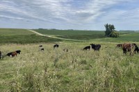 Cattle producers should contact their local veterinarian to determine the best response for their herd. (NDSU photo)