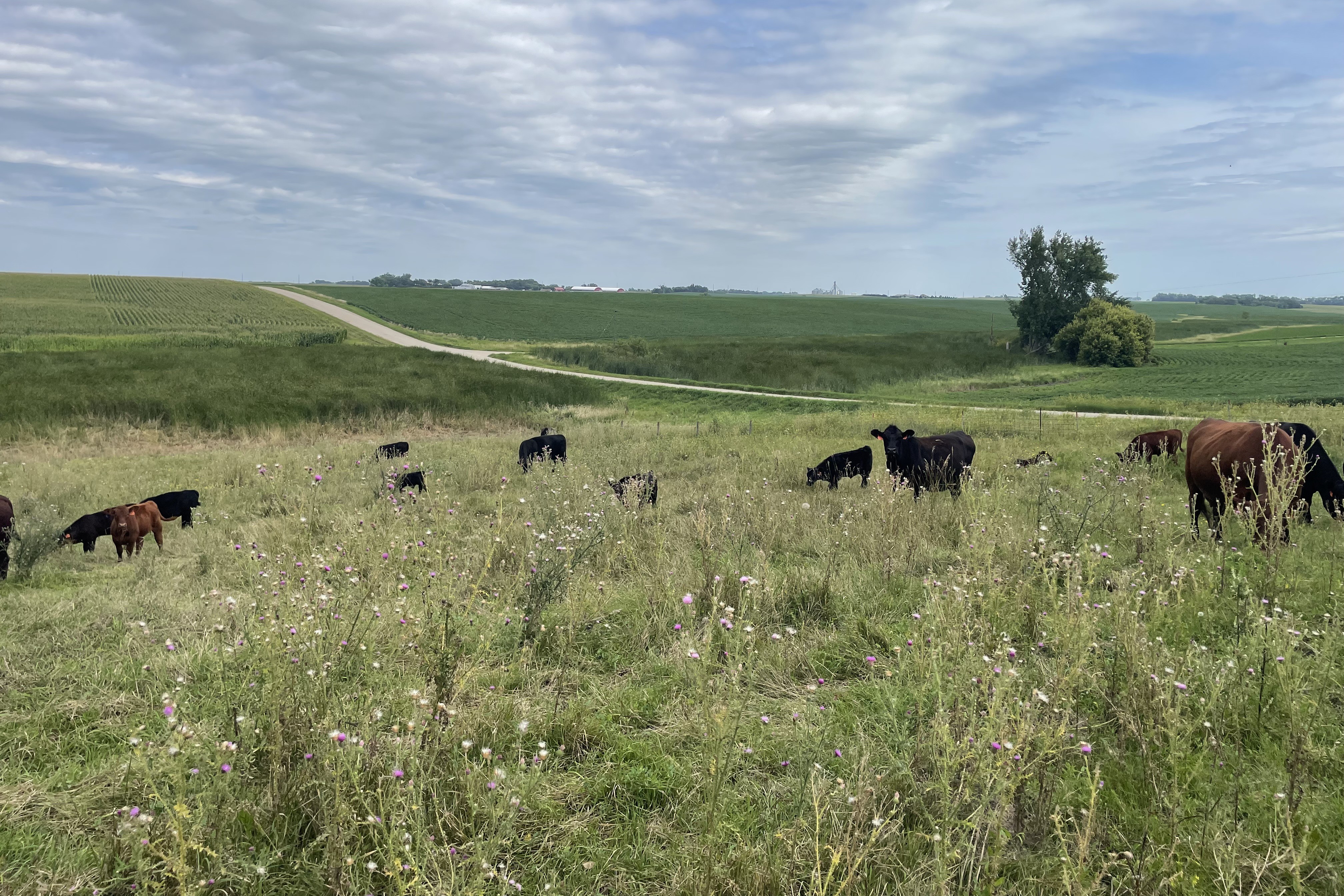 Cattle producers should contact their local veterinarian to determine the best response for their herd. (NDSU photo)