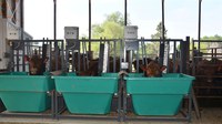 The Carrington Research Extension Center will celebrate the opening of the Smart Feed Facility by showcasing the building, equipment and the first research project being completed with the new system. (NDSU photo)