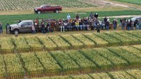 At the field day, participants can see research trials of several crops being grown at the Hettinger Research Extension Center. (NDSU photo)
