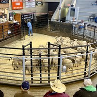 Summer 2026 has seen changes in market dynamics and sheep supply — both topics at the upcoming webinar. (NDSU photo)