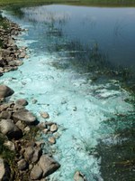 Cyanobacteria is often found in stagnant ponds or dugouts with elevated nutrient levels, forming large colonies that appear as scum. (NDSU photo)