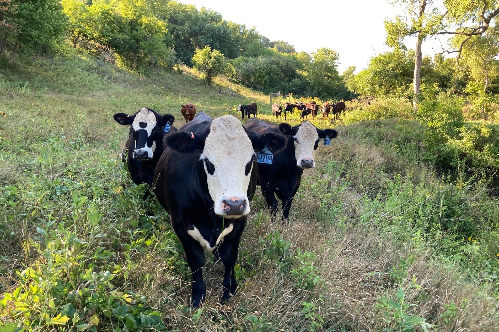 Severe grazing reduces the growth of cool-season grasses and forage production. (NDSU photo)