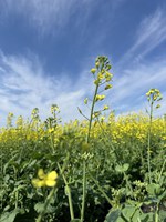 In 2025, North Dakota remained the leading U.S. state in canola acreage. (NDSU photo)