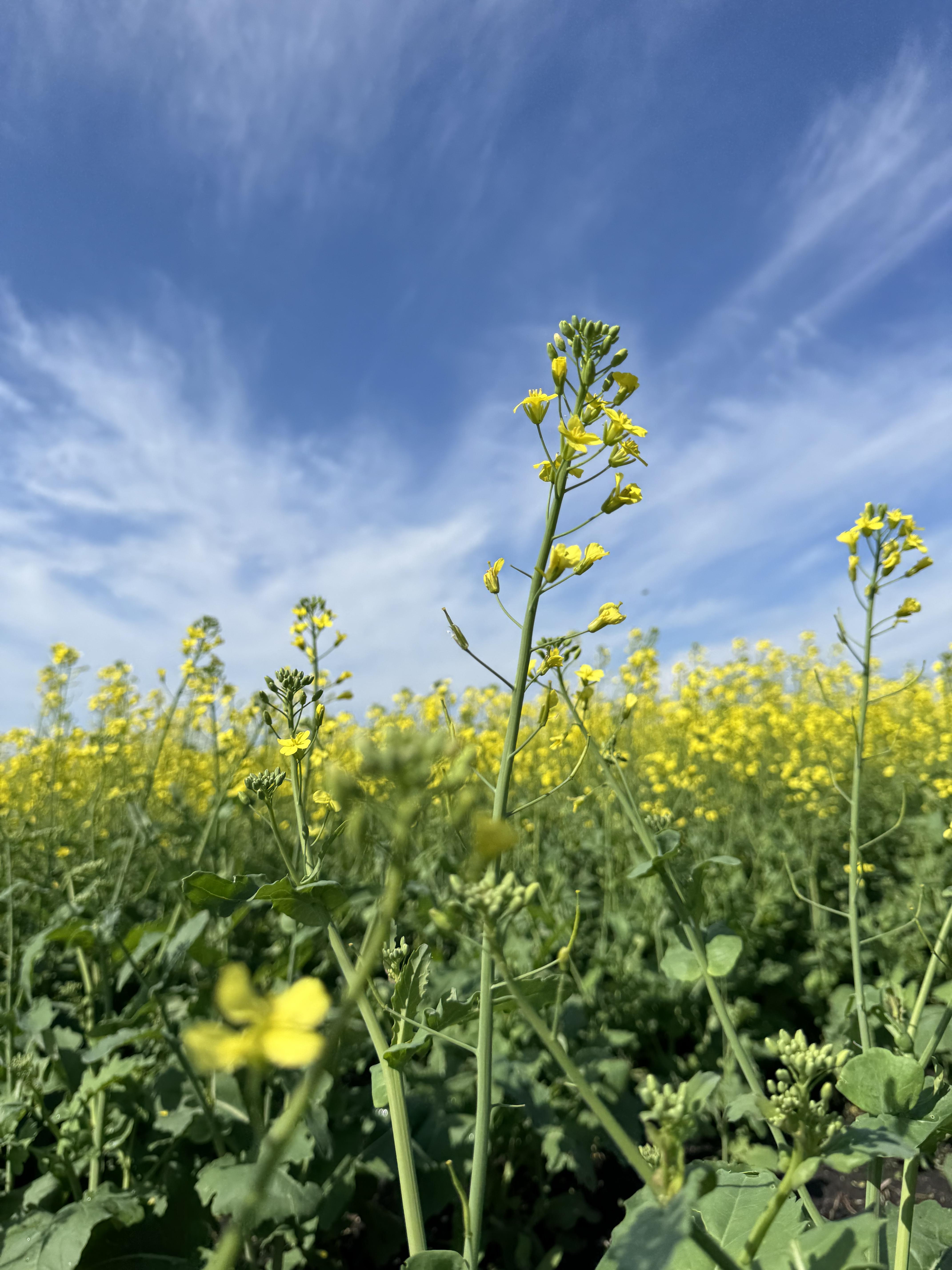 In 2025, North Dakota remained the leading U.S. state in canola acreage. (NDSU photo)
