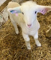 NDSU Extension and UMN Extension will host a webinar on international lamb trade and economics on March 18. (NDSU photo)
