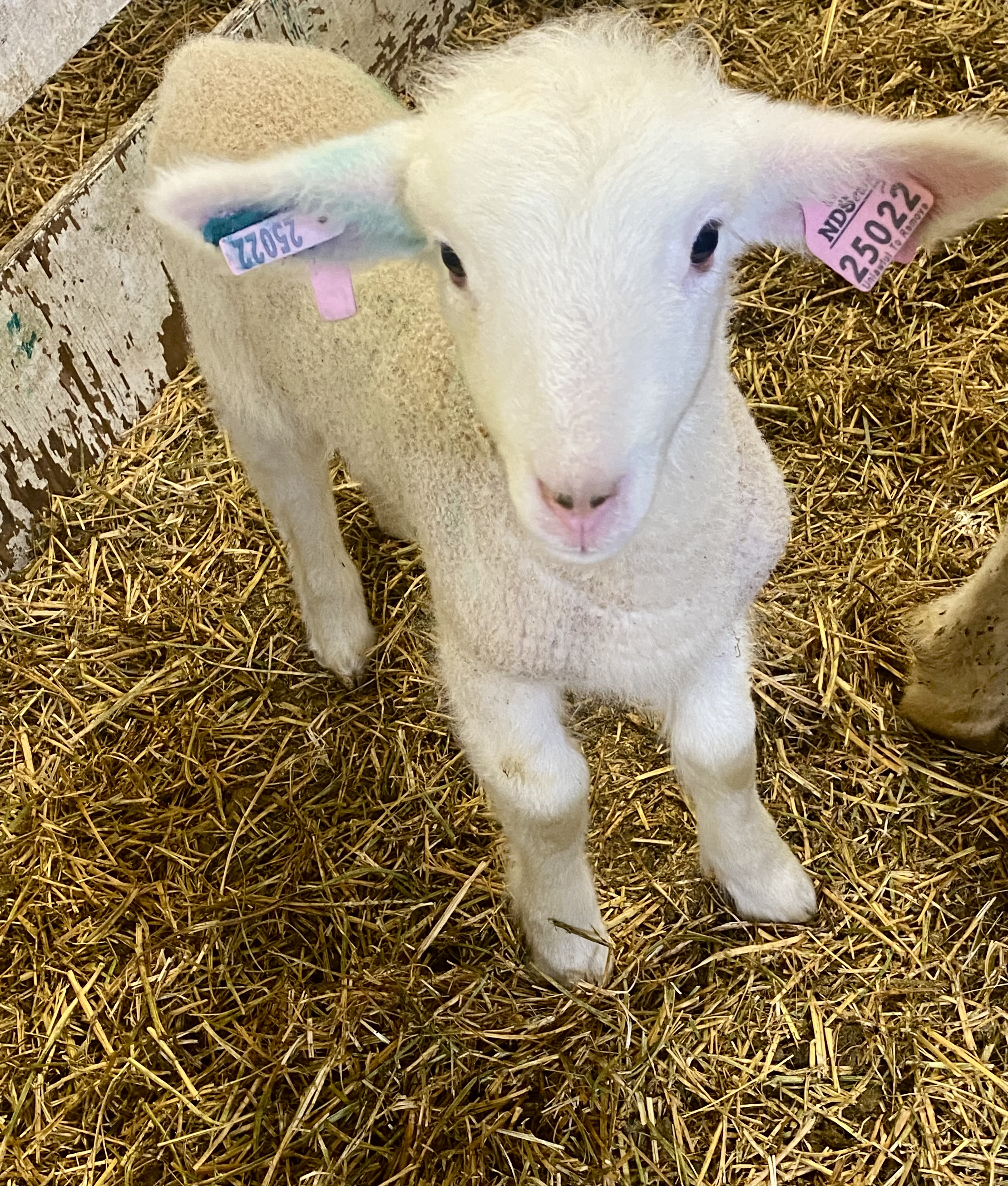NDSU Extension and UMN Extension will host a webinar on international lamb trade and economics on March 18. (NDSU photo)