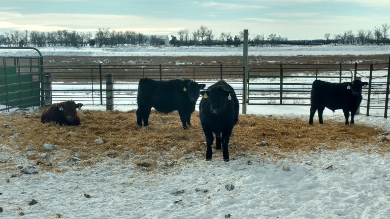 Calf feeding performance and carcass performance will be measured during the North Dakota Angus University cattle feed-out at NDSU’s Carrington Research Extension Center. (NDSU photo)