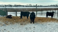 Calf feeding performance and carcass performance will be measured during the North Dakota Angus University cattle feed-out at NDSU’s Carrington Research Extension Center. (NDSU photo)