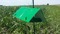 A total of 23 pheromone traps were monitored in 19 counties in 2025. Pheromone traps are used as an "early warning" system to trigger field scouting if the crop is in the susceptible stage. (NDSU photo)