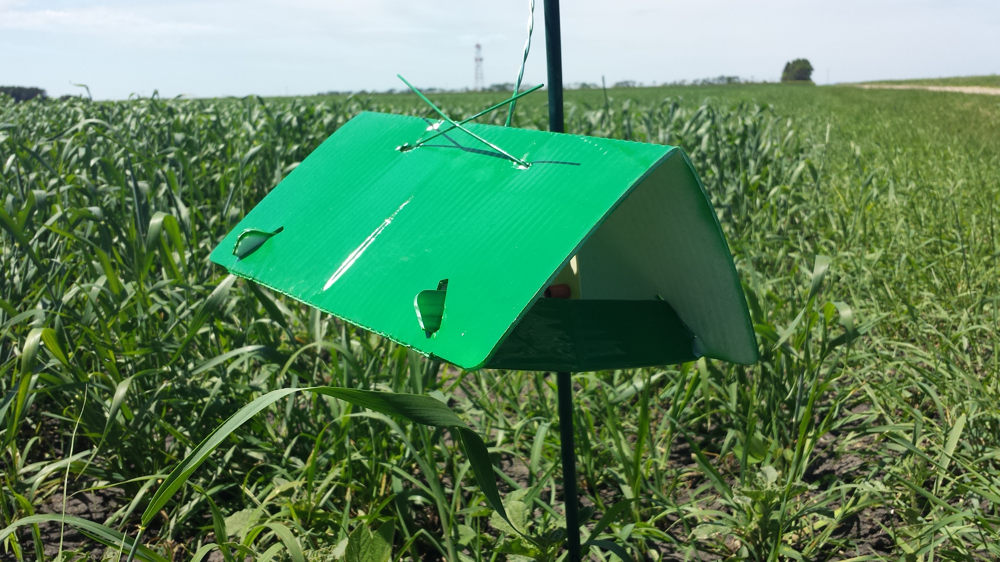 A total of 23 pheromone traps were monitored in 19 counties in 2025. Pheromone traps are used as an "early warning" system to trigger field scouting if the crop is in the susceptible stage. (NDSU photo)