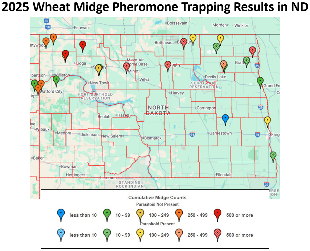 2025 Wheat Midge Pheromone Trapping Results Survey Map (NDSU photo)