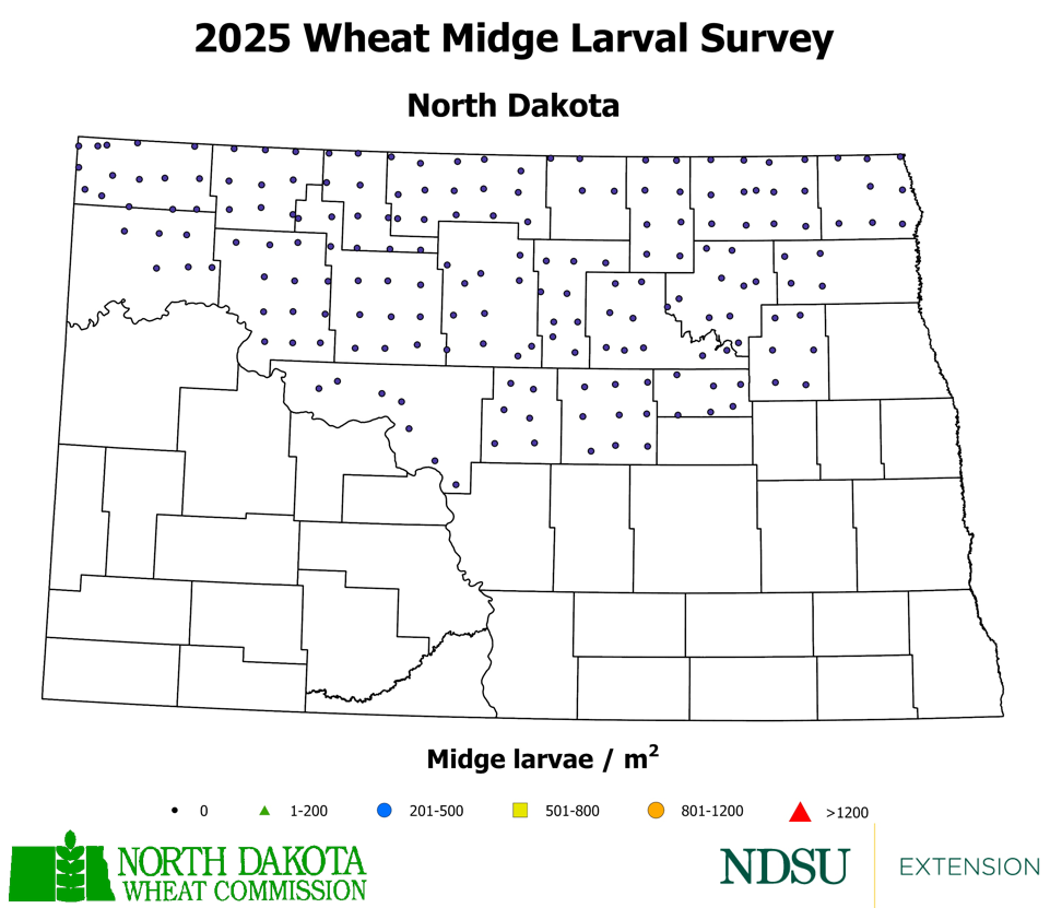 2025 Wheat Midge Larval Survey Map (NDSU photo)