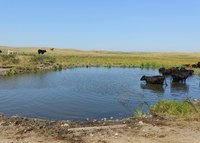 Having access to good-quality water is one of the limiting factors for cattle in most grazing systems. (NDSU photo)